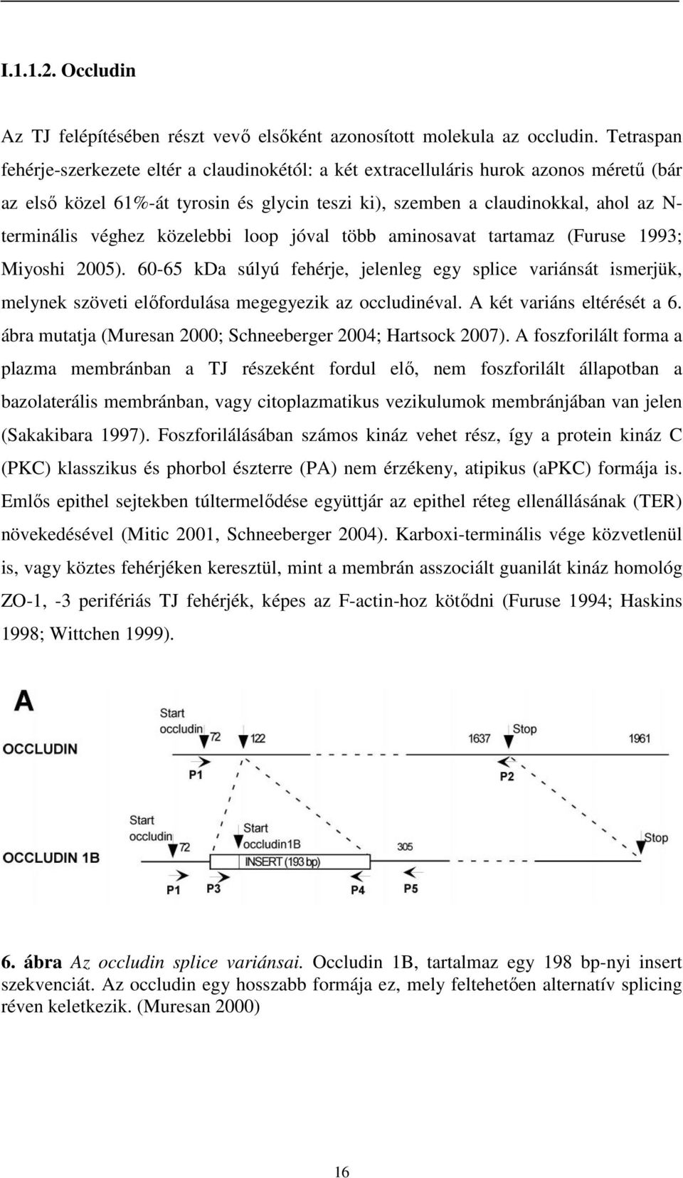 véghez közelebbi loop jóval több aminosavat tartamaz (Furuse 1993; Miyoshi 2005).