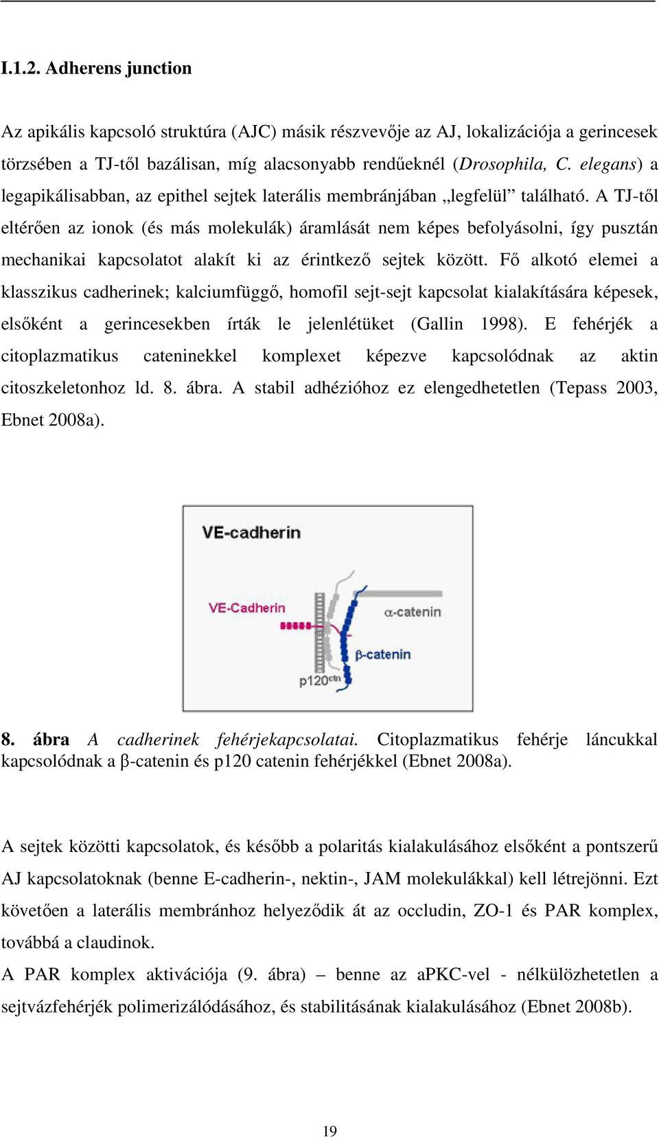 A TJ-től eltérően az ionok (és más molekulák) áramlását nem képes befolyásolni, így pusztán mechanikai kapcsolatot alakít ki az érintkező sejtek között.