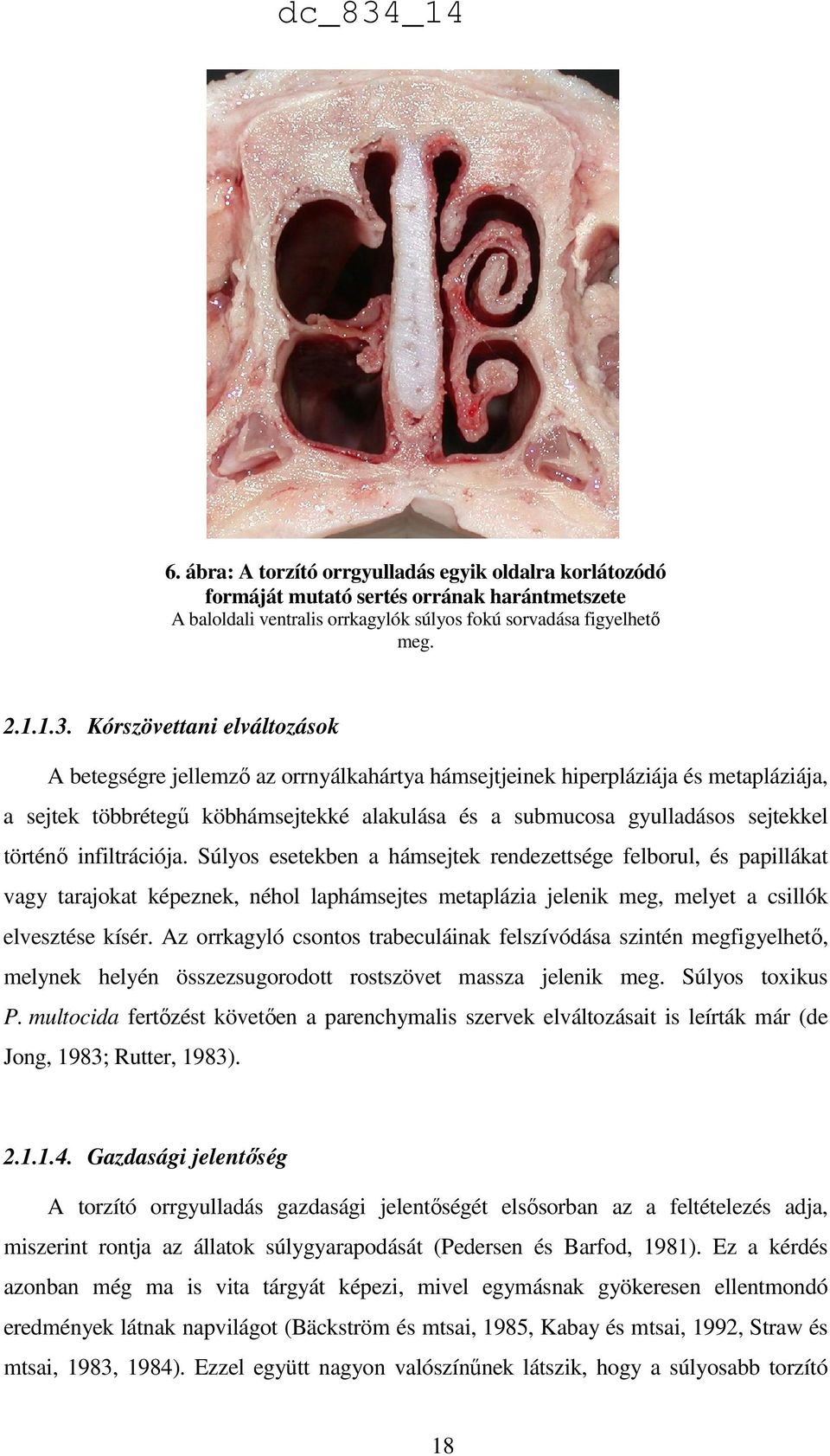 történő infiltrációja. Súlyos esetekben a hámsejtek rendezettsége felborul, és papillákat vagy tarajokat képeznek, néhol laphámsejtes metaplázia jelenik meg, melyet a csillók elvesztése kísér.