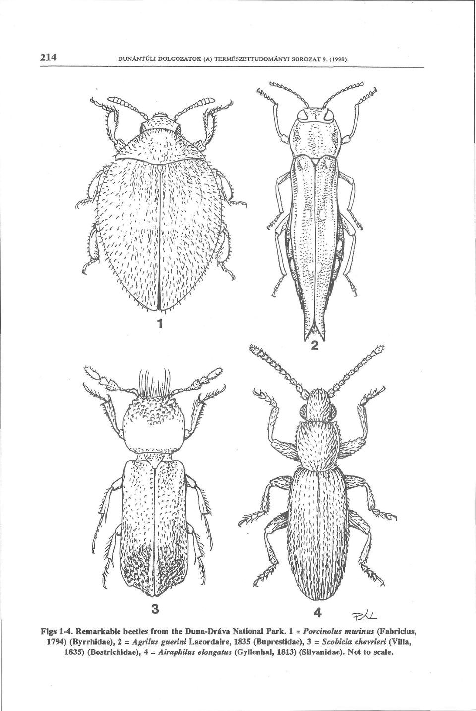 1 = Porcinolus murin us (Fabricius, 1794) (Byrrhidae), 2 = Agrilus guerini Lacordaire,