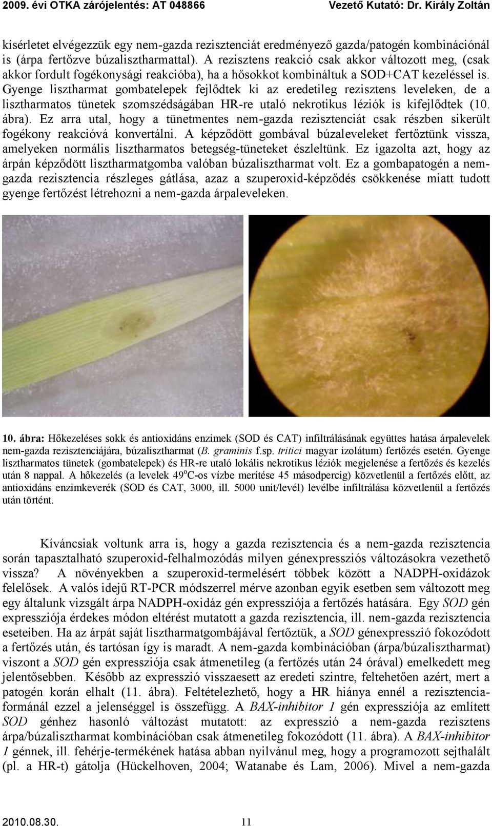 Gyenge lisztharmat gombatelepek fejlődtek ki az eredetileg rezisztens leveleken, de a lisztharmatos tünetek szomszédságában HR-re utaló nekrotikus léziók is kifejlődtek (1. ábra).