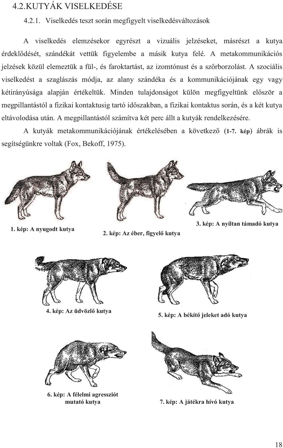 A metakommunikációs jelzések közül elemeztük a fül-, és faroktartást, az izomtónust és a szőrborzolást.