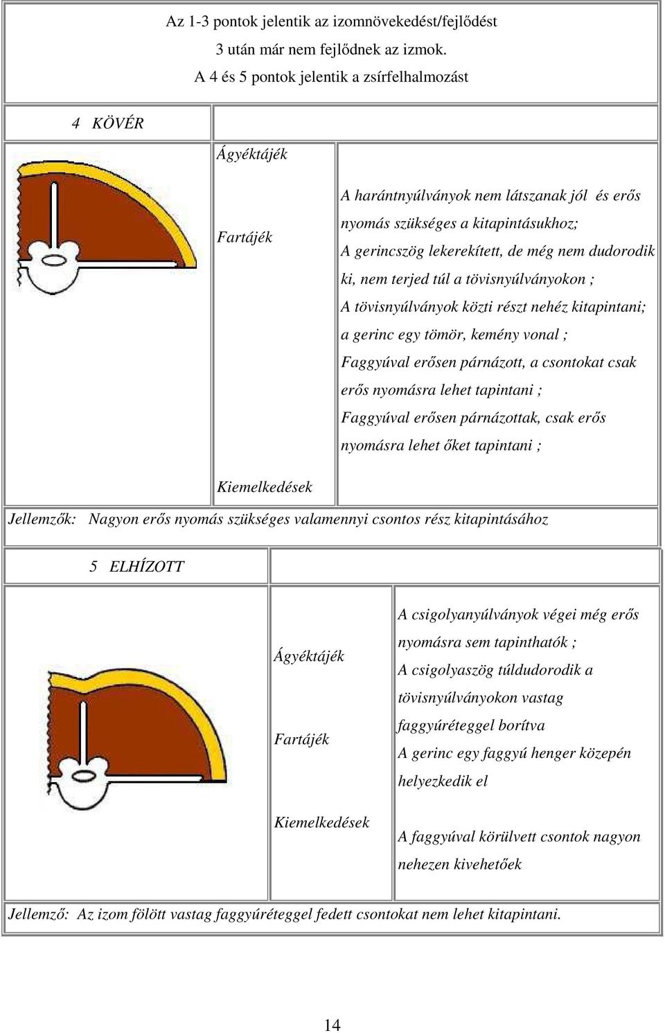 dudorodik ki, nem terjed túl a tövisnyúlványokon ; A tövisnyúlványok közti részt nehéz kitapintani; a gerinc egy tömör, kemény vonal ; Faggyúval erősen párnázott, a csontokat csak erős nyomásra lehet