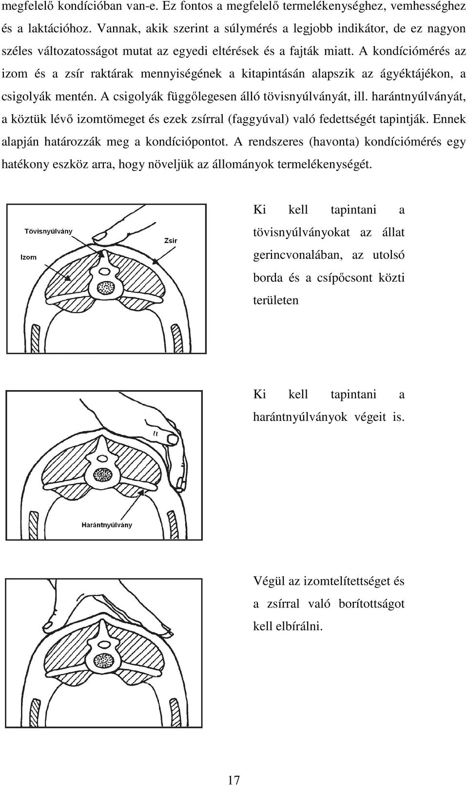 A kondíciómérés az izom és a zsír raktárak mennyiségének a kitapintásán alapszik az ágyéktájékon, a csigolyák mentén. A csigolyák függőlegesen álló tövisnyúlványát, ill.