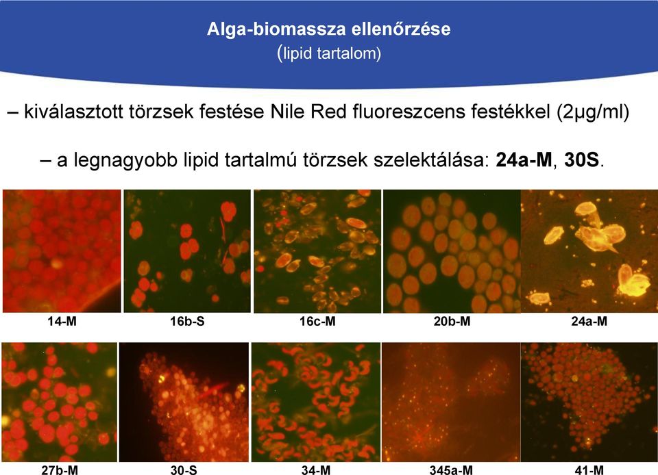 a legnagyobb lipid tartalmú törzsek szelektálása: 24a-M,