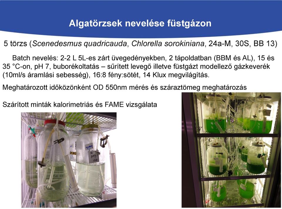 levegő illetve füstgázt modellező gázkeverék (10ml/s áramlási sebesség), 16:8 fény:sötét, 14 Klux megvilágítás.