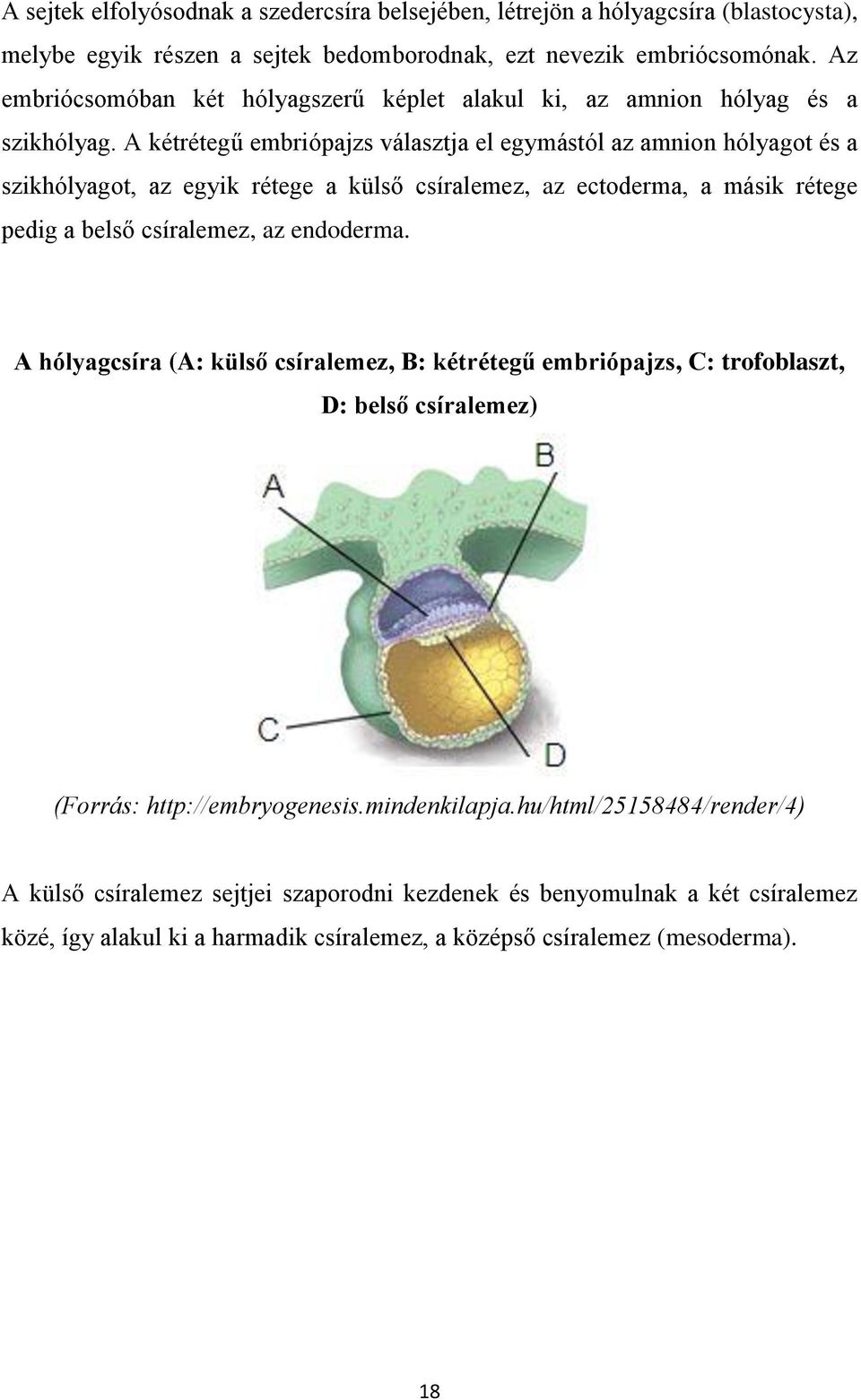 A kétrétegű embriópajzs választja el egymástól az amnion hólyagot és a szikhólyagot, az egyik rétege a külső csíralemez, az ectoderma, a másik rétege pedig a belső csíralemez, az endoderma.