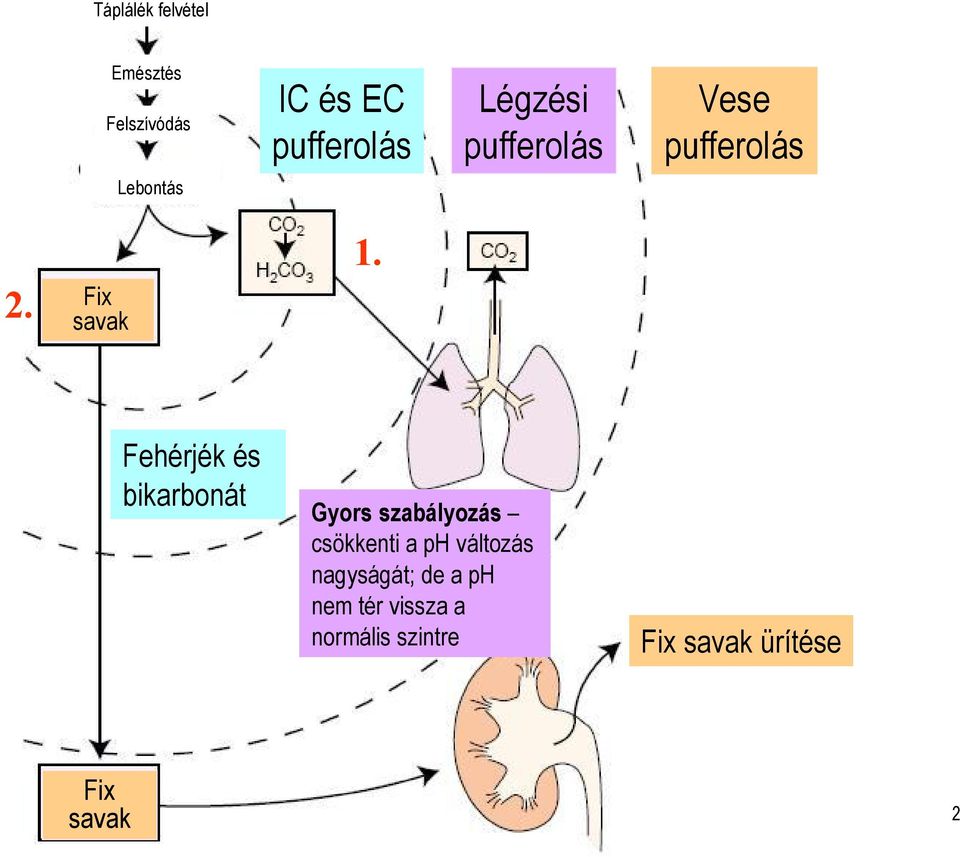 Fehérjék és bikarbonát Gyors szabályozás csökkenti aph változás