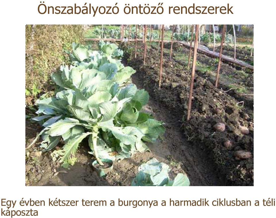 kétszer terem a burgonya