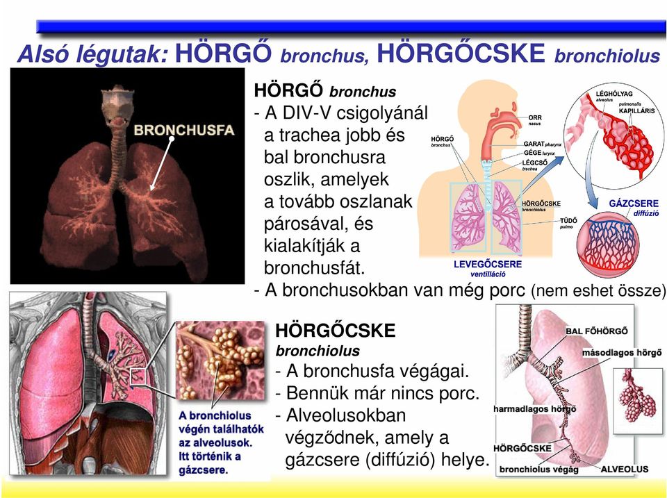 bronchusfát. - A bronchusokban van még porc (nem eshet össze).