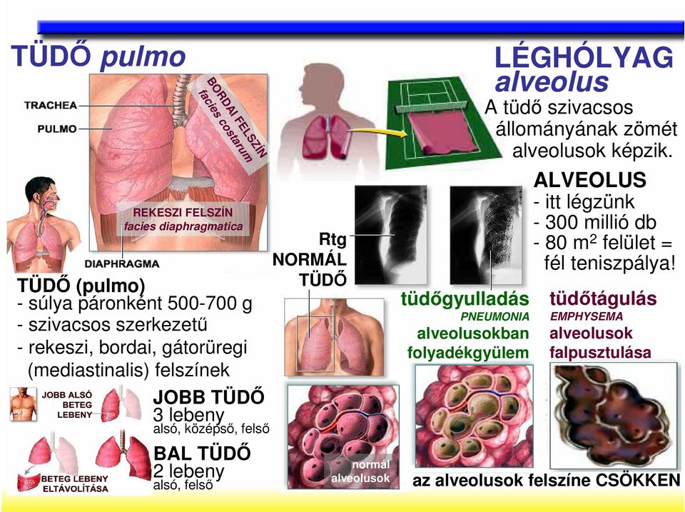 normál alveolusok tüdıgyulladás PNEUMONIA alveolusokban folyadékgyülem LÉGHÓLYAG alveolus A tüdı szivacsos állományának zömét alveolusok képzik.