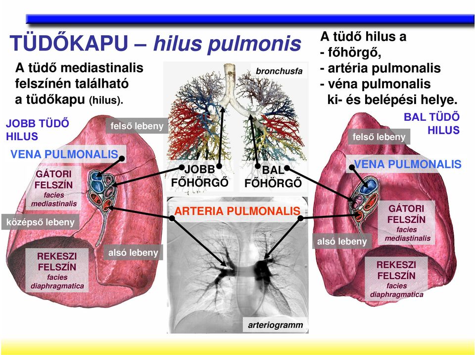 felsı lebeny felsı lebeny VENA PULMONALIS JOBB FİHÖRGİ GÁTORI FELSZÍN facies mediastinalis BAL FİHÖRGİ VENA PULMONALIS