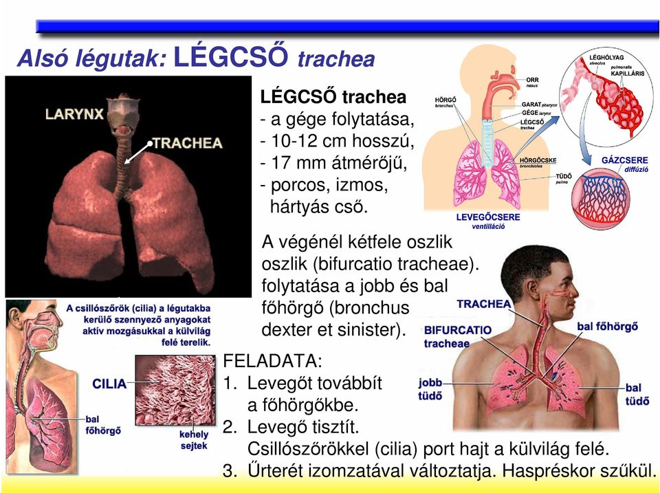 folytatása a jobb és bal fıhörgı (bronchus dexter et sinister). FELADATA: 1.