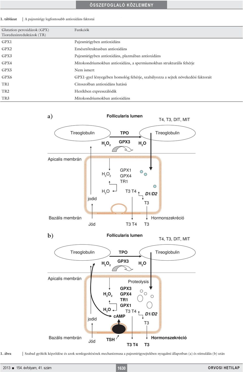 szabályozza a sejtek növekedési faktorait Citoszolban antioxidáns hatású Herékben expresszálódik Mitokondriumokban antioxidáns a) Follicularis lumen T4, T3, DIT, MIT Tireoglobulin TP Tireoglobulin 2