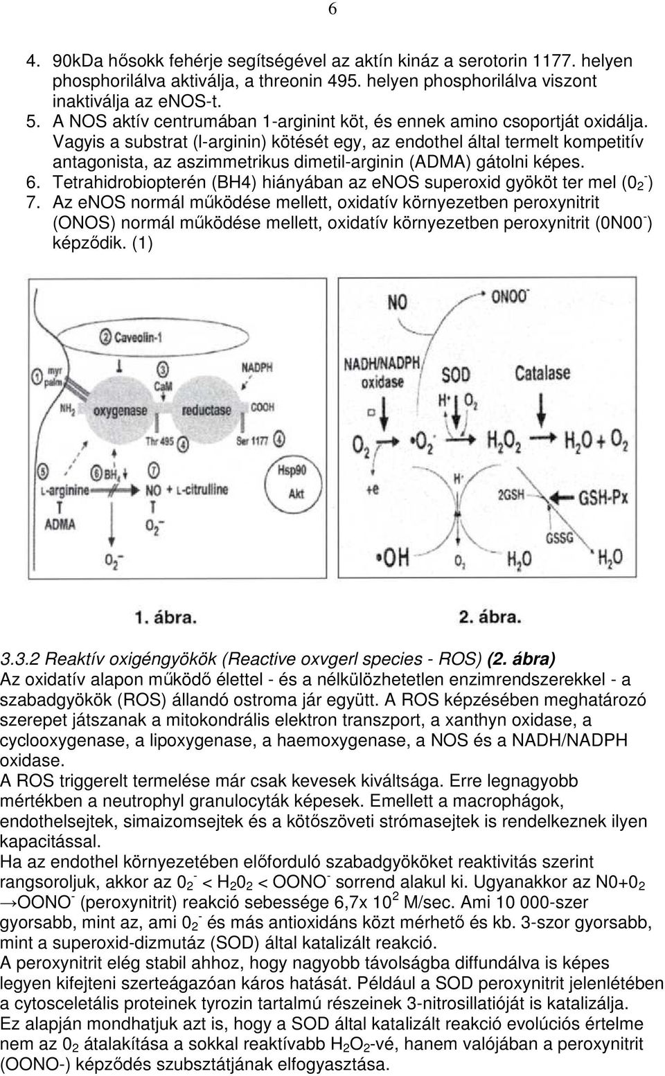 Vagyis a substrat (l-arginin) kötését egy, az endothel által termelt kompetitív antagonista, az aszimmetrikus dimetil-arginin (ADMA) gátolni képes. 6.