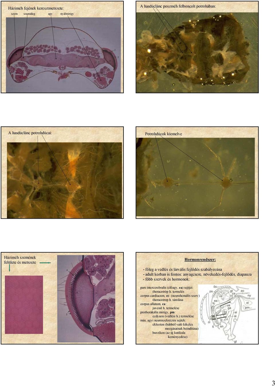 hormonok: pars intercerebralis (előagy, ea) sejtjei: thoracotróp h. termelés corpus cardiacum, cc: (neurohemális szerv) thoracotrop h. tárolása corpus allatum, ca: juvenil h.