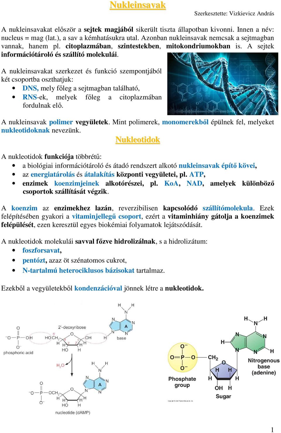 A nukleinsavakat szerkezet és funkció szempontjából két csoportba oszthatjuk: DNS, mely főleg a sejtmagban található, RNS-ek, melyek főleg a citoplazmában fordulnak elő.