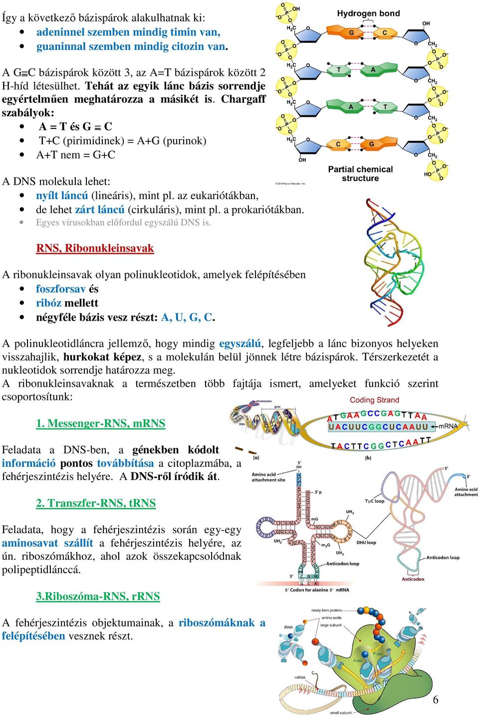 Chargaff szabályok: A = T és G = C T+C (pirimidinek) = A+G (purinok) A+T nem = G+C A DNS molekula lehet: nyílt láncú (lineáris), mint pl. az eukariótákban, de lehet zárt láncú (cirkuláris), mint pl.