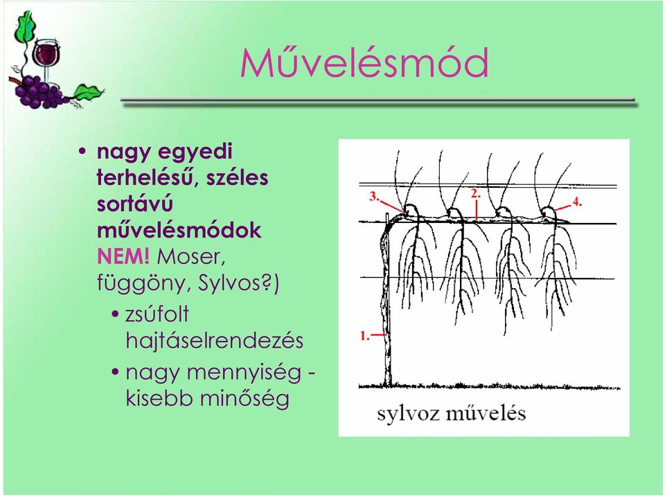 Moser, függöny, Sylvos?