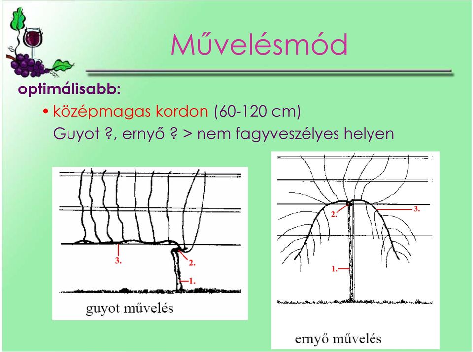 középmagas kordon