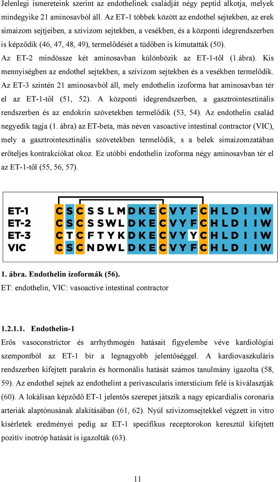 kimutatták (50). Az ET-2 mindössze két aminosavban különbözik az ET-1-től (1.ábra). Kis mennyiségben az endothel sejtekben, a szívizom sejtekben és a vesékben termelődik.