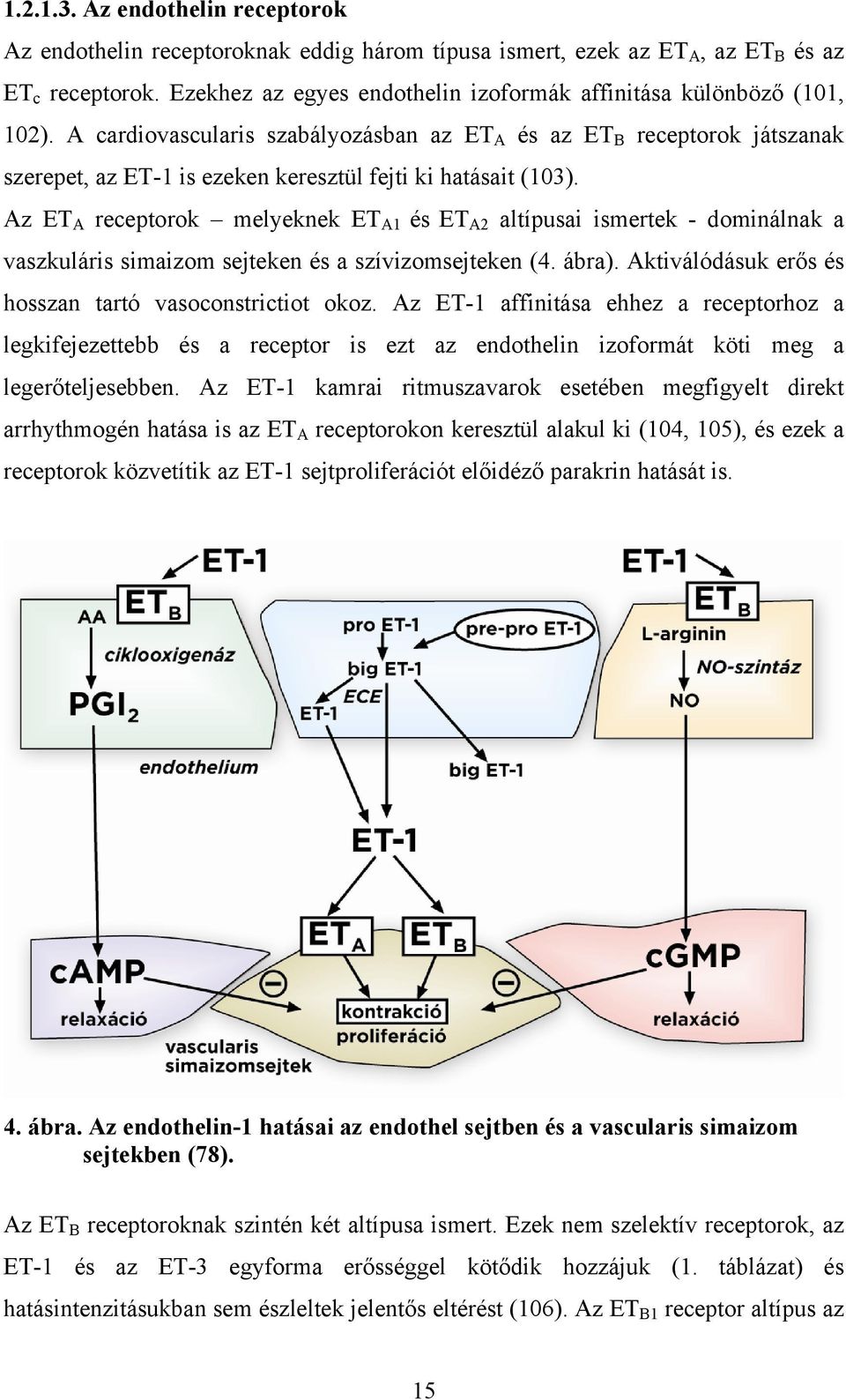 A cardiovascularis szabályozásban az ET A és az ET B receptorok játszanak szerepet, az ET-1 is ezeken keresztül fejti ki hatásait (103).