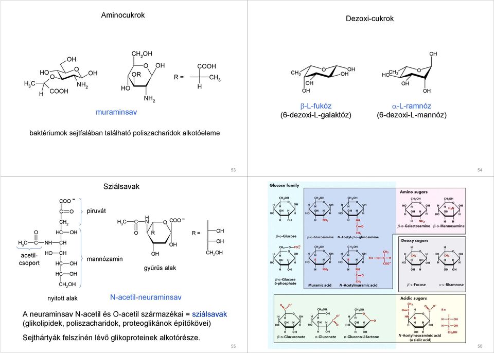 mannózamin győrős alak R = nyitott alak N-acetil-neuraminsav A neuraminsav N-acetil és -acetil származékai =