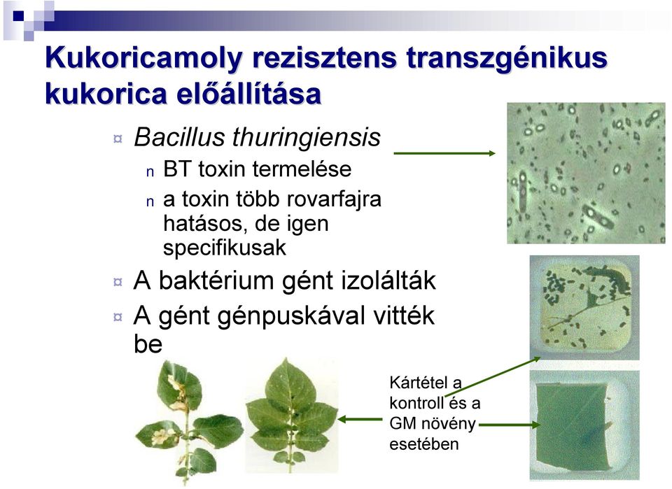 rovarfajra hatásos, de igen specifikusak A baktérium gént