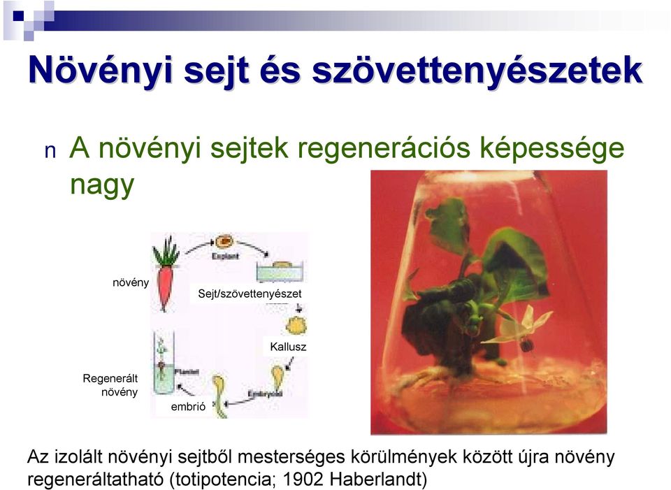 növény embrió Az izolált növényi sejtből mesterséges körülmények