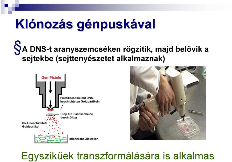 belövik a sejtekbe (sejttenyészetet