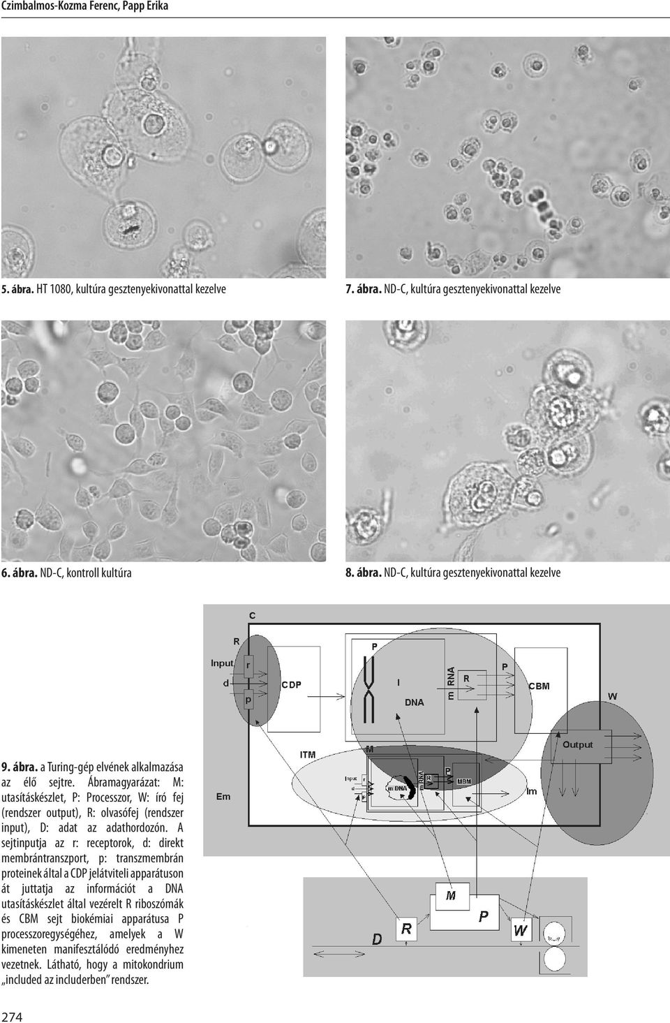 A sejtinputja az r: receptorok, d: direkt membrántranszport, p: transzmembrán proteinek által a CDP jelátviteli apparátuson át juttatja az információt a DNA utasításkészlet által vezérelt R