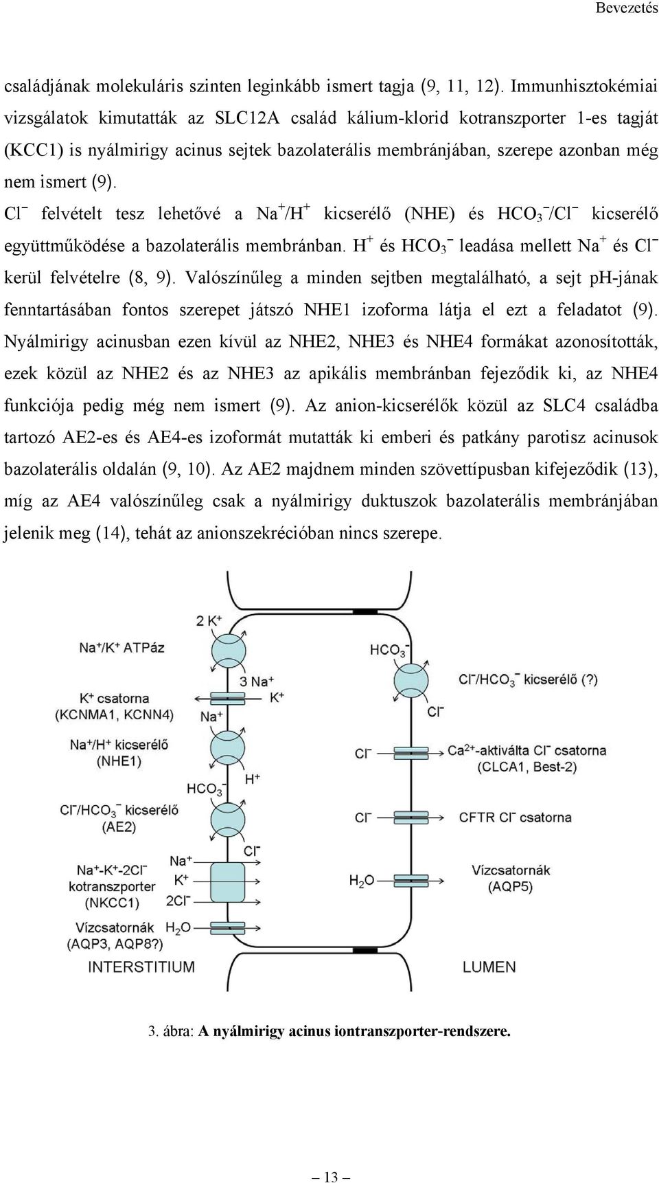 Cl felvételt tesz lehetővé a Na + /H + kicserélő (NHE) és HCO 3 /Cl kicserélő együttműködése a bazolaterális membránban. H + és HCO 3 leadása mellett Na + és Cl kerül felvételre (8, 9).