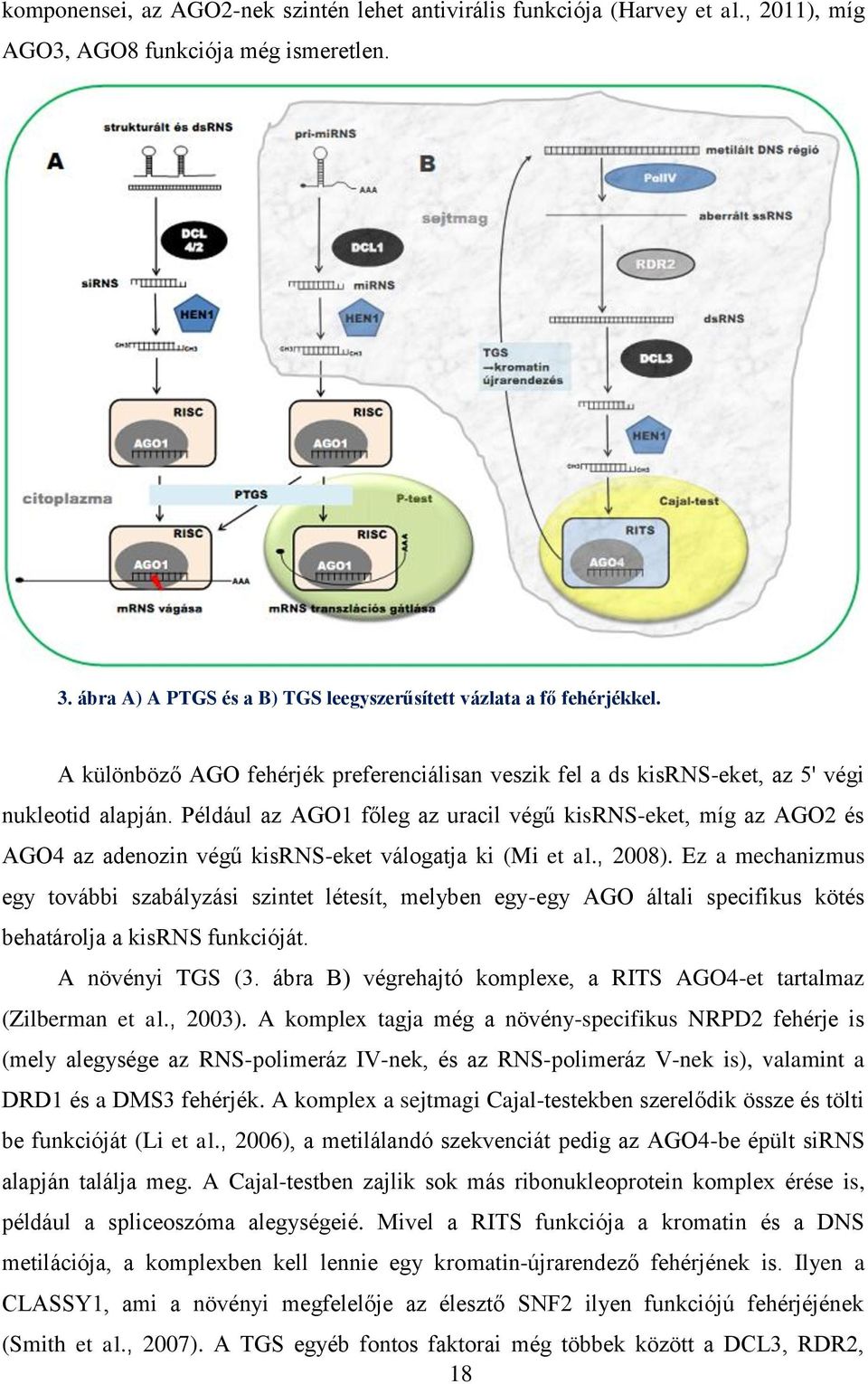 Például az AGO1 főleg az uracil végű kisrns-eket, míg az AGO2 és AGO4 az adenozin végű kisrns-eket válogatja ki (Mi et al., 2008).