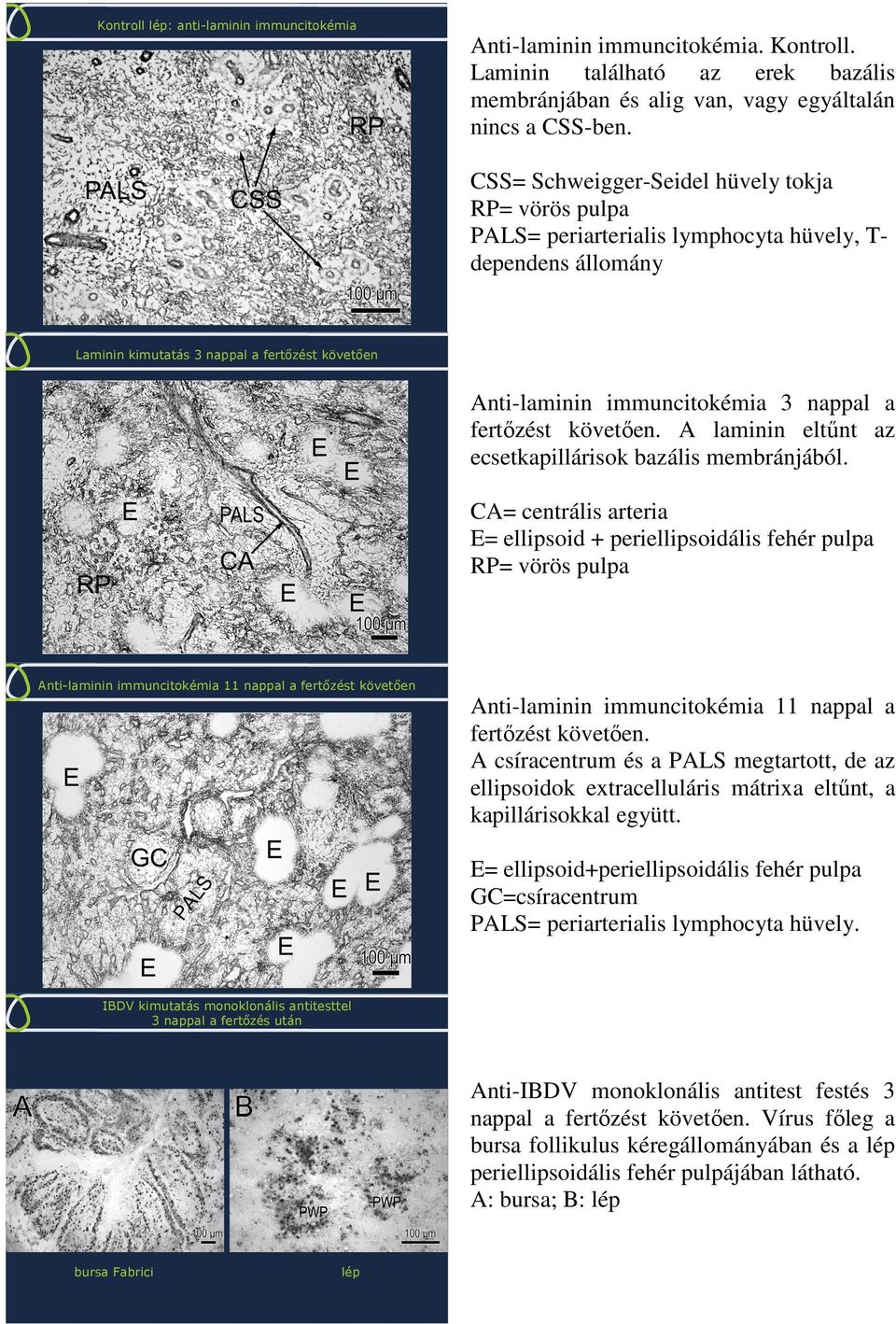 fertőzést követően. A laminin eltűnt az ecsetkapillárisok bazális membránjából.