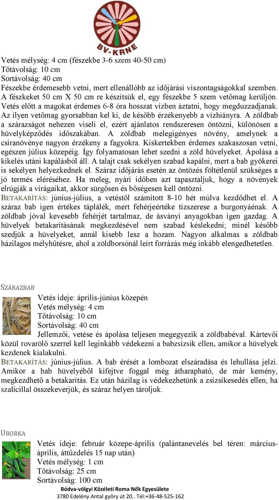 Az ilyen vetőmag gyorsabban kel ki, de később érzékenyebb a vízhiányra. A zöldbab a szárazságot nehezen viseli el, ezért ajánlatos rendszeresen öntözni, különösen a hüvelyképződés időszakában.