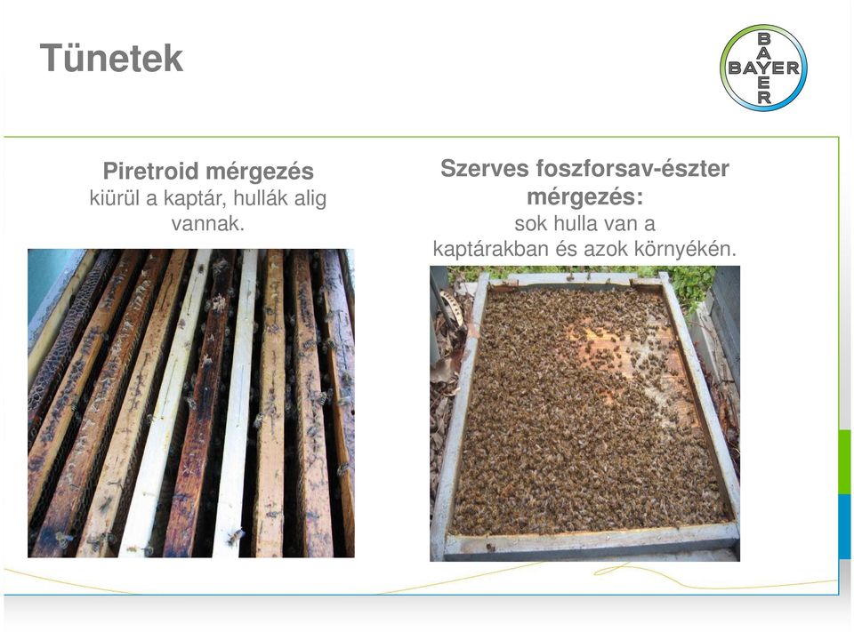 Szerves foszforsav-észter mérgezés: