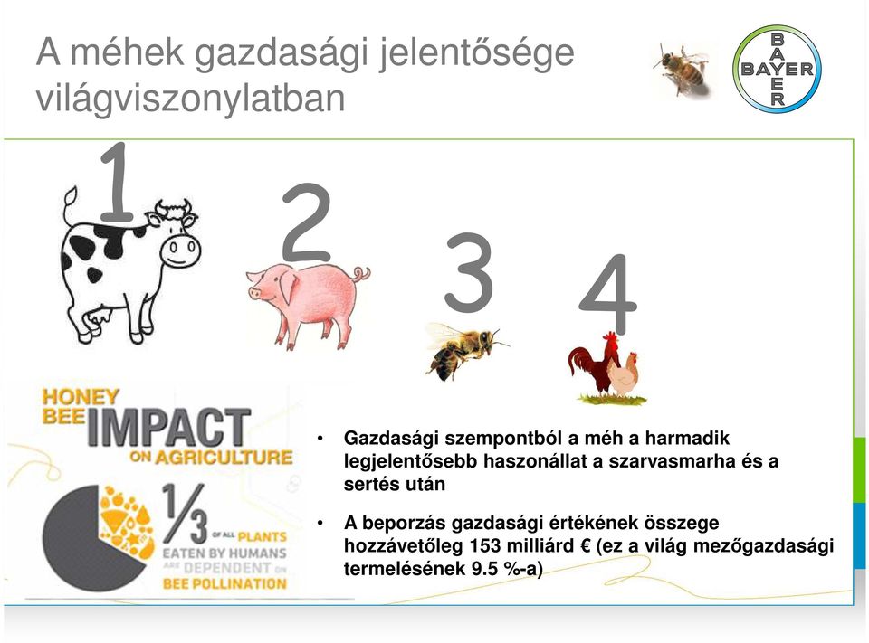 szarvasmarha és a sertés után A beporzás gazdasági értékének