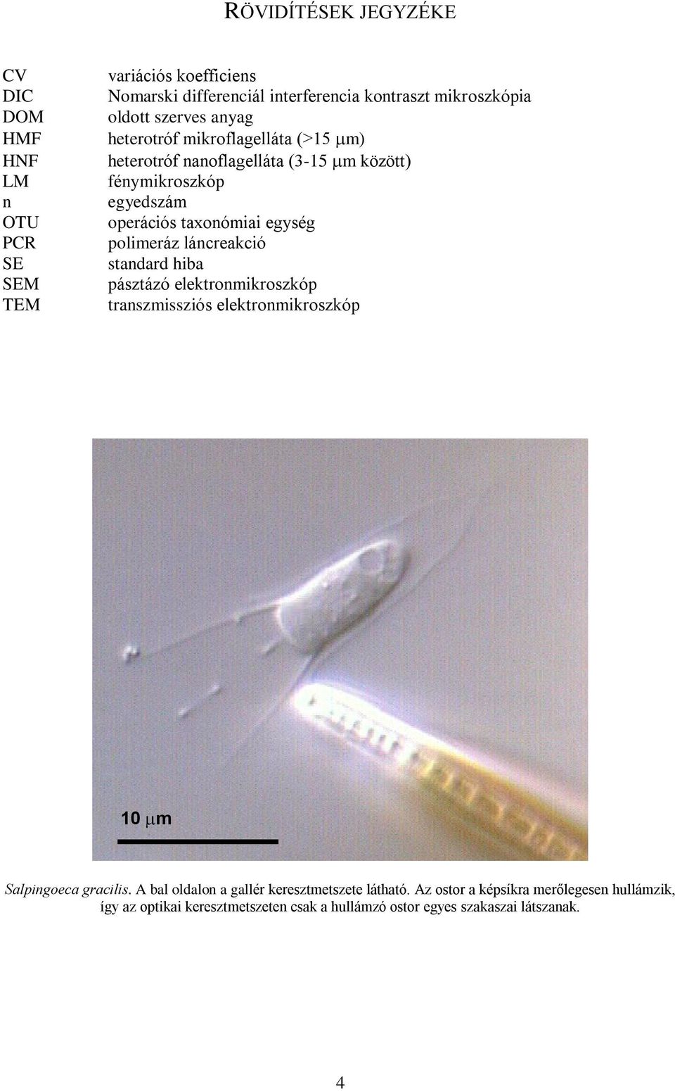 egység polimeráz láncreakció standard hiba pásztázó elektronmikroszkóp transzmissziós elektronmikroszkóp 10 m Salpingoeca gracilis.
