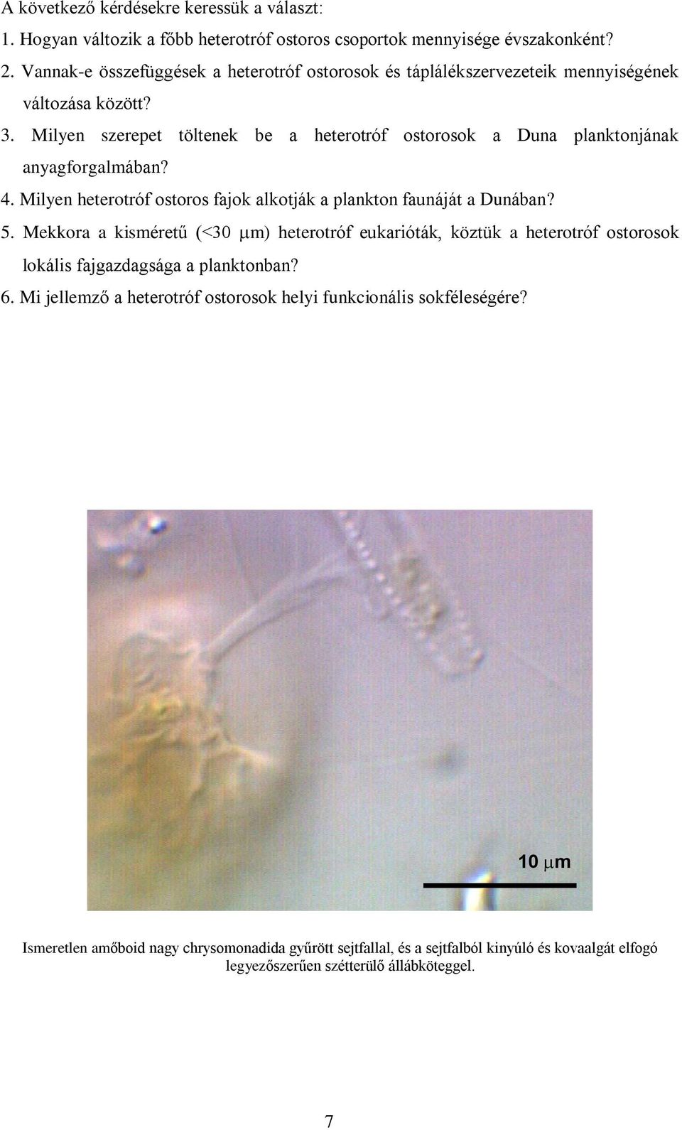 Milyen szerepet töltenek be a heterotróf ostorosok a Duna planktonjának anyagforgalmában? 4. Milyen heterotróf ostoros fajok alkotják a plankton faunáját a Dunában? 5.