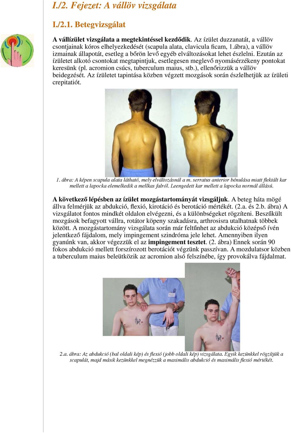 Ezután az ízületet alkotó csontokat megtapintjuk, esetlegesen meglevő nyomásérzékeny pontokat keresünk (pl. acromion csúcs, tuberculum maius, stb.), ellenőrizzük a vállöv beidegzését.