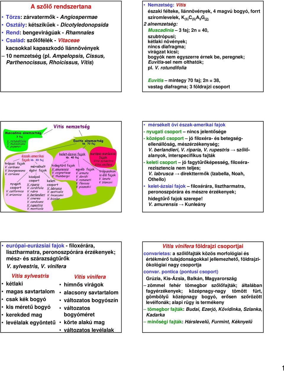 Ampelopsis, Cissus, Parthenocissus, Rhoicissus, Vitis) Nemzetség: Vitis északi félteke, liánnövények, 4 magvú, forrt sziromlevelek, K (5) C (5) A 5 G (2) 2 alnemzetség: Muscadinia 3 faj; 2n = 40,