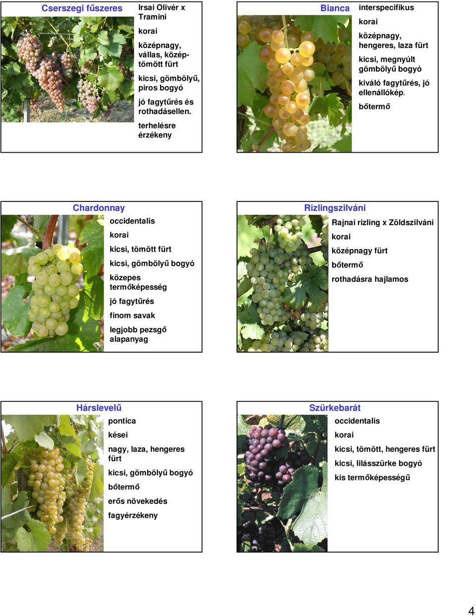 terhelésre érzékeny Chardonnay kicsi, tömött kicsi, gömbölyű közepes termőképesség finom savak legjobb pezsgő alapanyag Rizlingszilváni