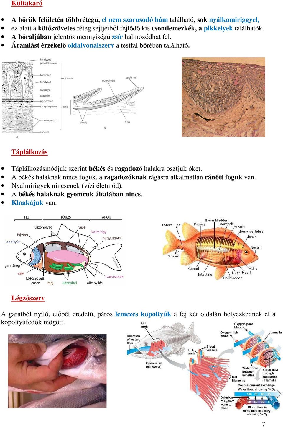 Táplálkozás Táplálkozásmódjuk szerint békés és ragadozó halakra osztjuk őket. A békés halaknak nincs foguk, a ragadozóknak rágásra alkalmatlan ránőtt foguk van.