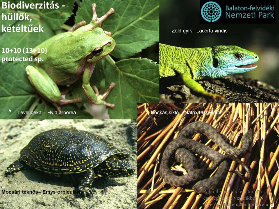 Levelibéka Hyla arborea Kockás sikló Natrix