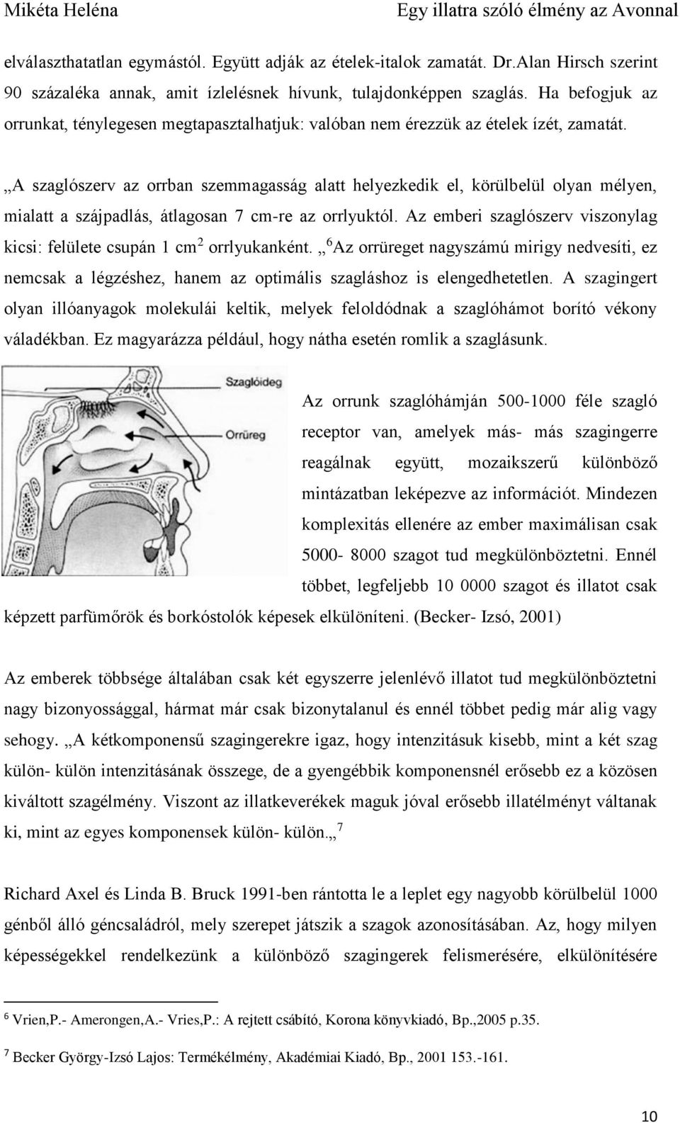 A szaglószerv az orrban szemmagasság alatt helyezkedik el, körülbelül olyan mélyen, mialatt a szájpadlás, átlagosan 7 cm-re az orrlyuktól.