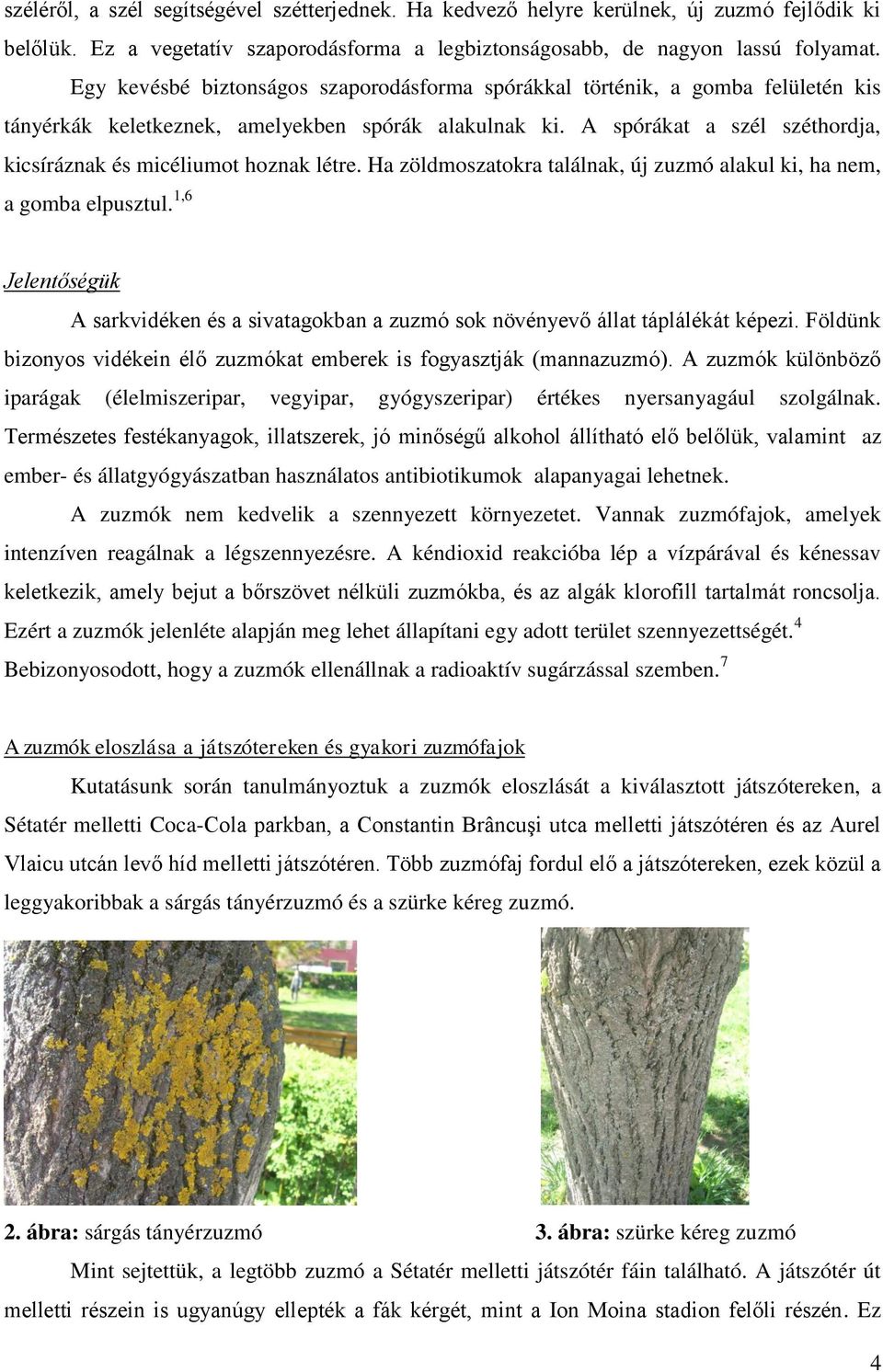 A spórákat a szél széthordja, kicsíráznak és micéliumot hoznak létre. Ha zöldmoszatokra találnak, új zuzmó alakul ki, ha nem, a gomba elpusztul.