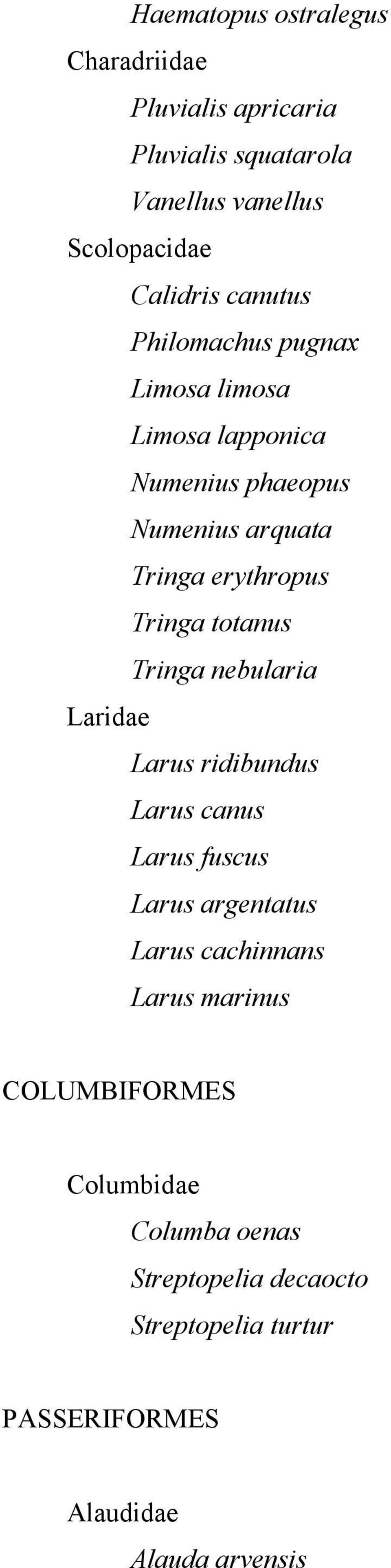 totanus Tringa nebularia Laridae Larus ridibundus Larus canus Larus fuscus Larus argentatus Larus cachinnans Larus