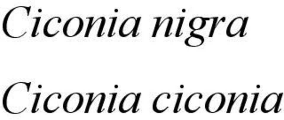 ciconia