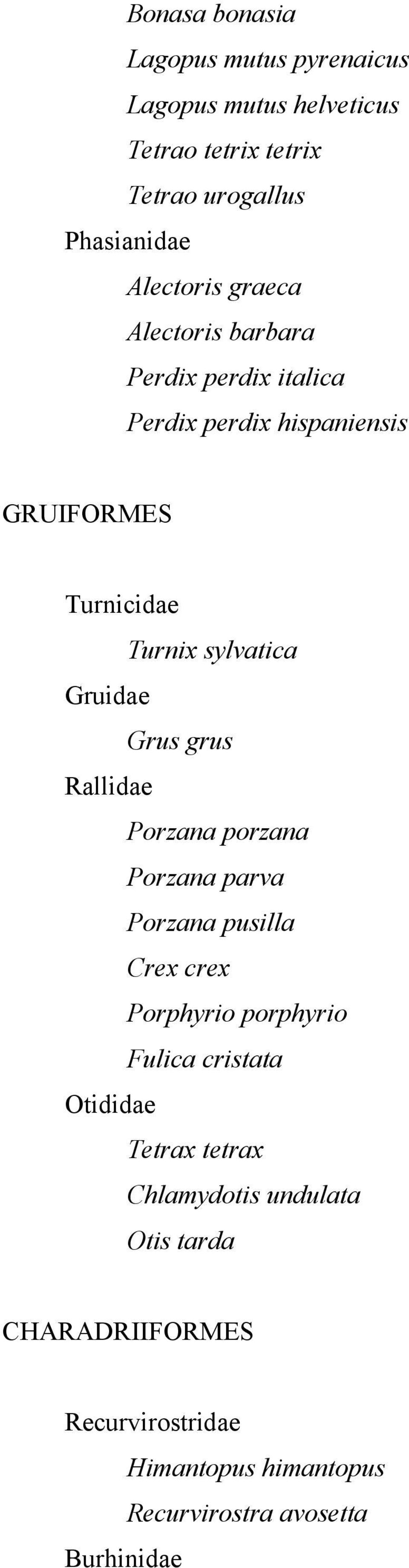 Grus grus Rallidae Porzana porzana Porzana parva Porzana pusilla Crex crex Porphyrio porphyrio Fulica cristata Otididae