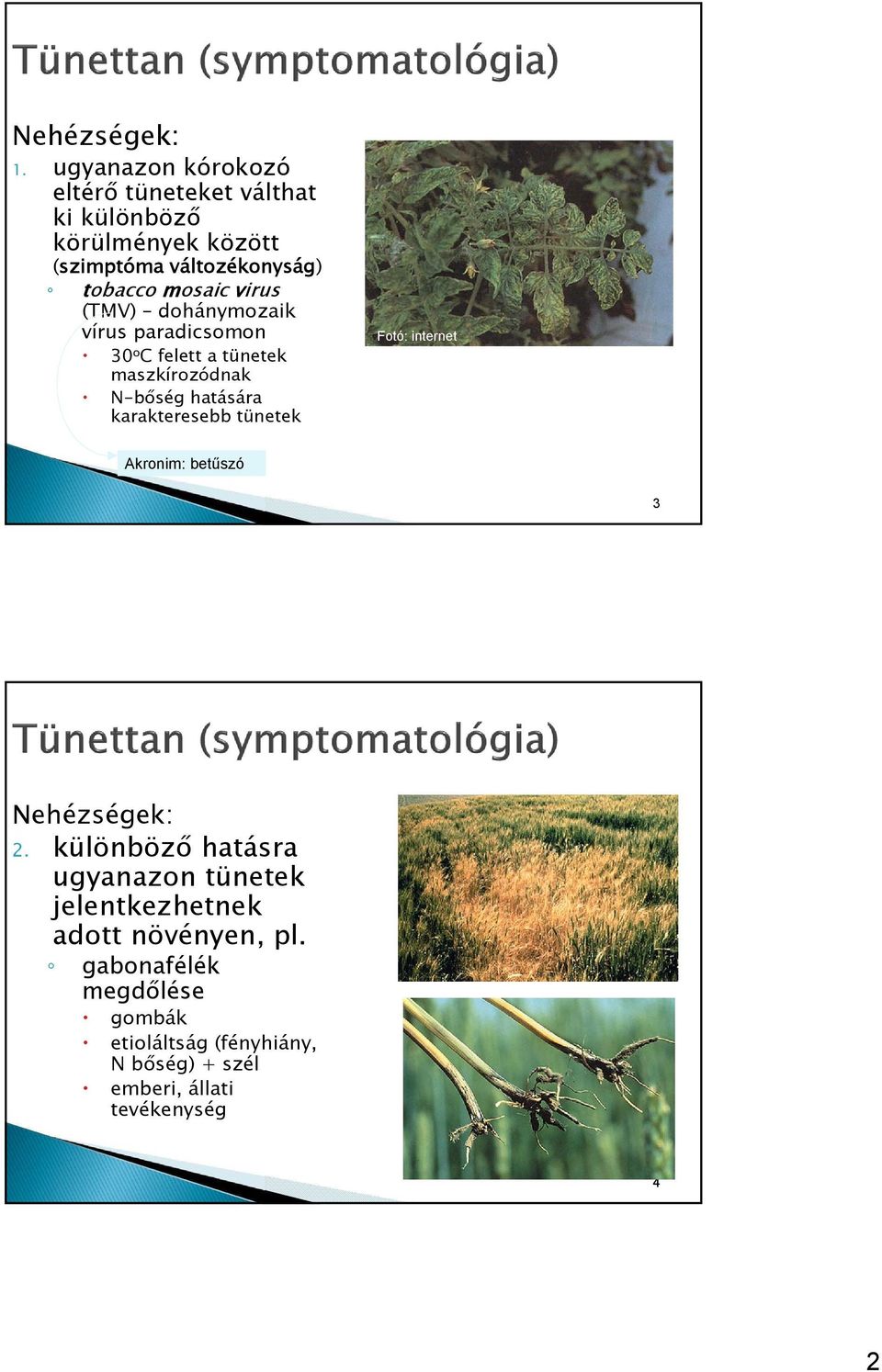 mosaic virus (TMV) dohánymozaik vírus paradicsomon 30 o C felett a tünetek maszkírozódnak N-bőség hatására